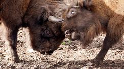 Ponies, Pigs, And Cattle Join Bison In Kent Woodland For World Rewilding Day