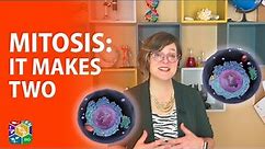 Visible Biology | Lesson 10: Mitosis and The Cell Cycle