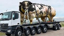 12 Pinakamalaking BAKA Na Naaktuhan Ng Camera | 12 Biggest Cows In The World