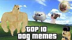 The Best Meme Dogs Ever 😂