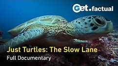 Just Turtles: Exploring the Lives of Ancient Reptile | Full Documentary