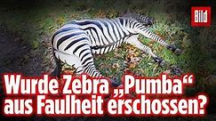 Hat der Schütze Zebra „Pumba“ aus Faulheit getötet? Entlaufende Zirkus-Zebras auf A20