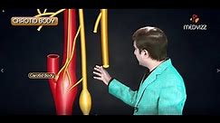 Carotid Body and Carotid Sinus ( Anatomy , Functions , Clinical application ) Medical animation