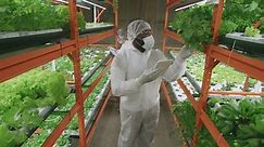 Free stock video - Young male agroengineer in protective eyeglasses and coveralls holding a tablet and walking on the hallway looking seedlings of green lettuce in modern vertical farm 1