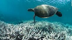 The race to save the Great Barrier Reef
