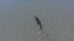 Bull Shark swims by huge Saltwater Crocodile - 4K Drone Footage -