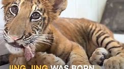Adorable liger cub — lion and tiger hybrid — turns 100 days old in zoo