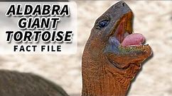 Aldabra Giant Tortoise Facts: Galapagos Tortoise RIVAL 🐢