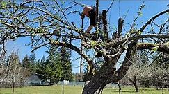 How to Prune A Really Neglected Apple Tree, How to Prune an Apple Tree!, How to prune an old tree,
