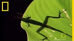 Anolis Lizard Love | National Geographic