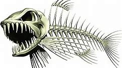 Skeleton Beautiful Fish Decal | Fishing Decal for Boat, Car, Vehicle, Truck Etc. | Waterproof Vinyl Sticker | Many Sizes & Styles Available | 12" to 40" by Digital Fish Art (X-Large, Position 2)