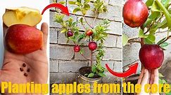 How to grow an apple tree from seed _an easy step-by-step process _ Germinating apple seeds at home