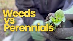 Weeds vs Perennials & How to Learn the Difference | Perennial Garden