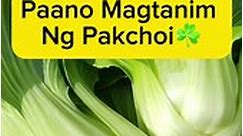 Paano Magtanim ng Pakchoi #rooftop #garden #hydroponics #easy #vegetable #gardening #happy #healthy #heart #family #fbreels #reelsfb #trending #viral | Vegetable Gardening and More