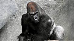 Silverback Gorilla Jontu Receives Warm Welcome At Chicago's Brookfield Zoo
