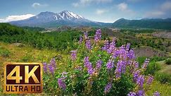 4K Nature Video - 3 Hours of Flowers, Mountains and Birds Sounds - Hummocks Trail, Mt. St. Helens