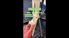 Tarsal Bones - So Easy!
