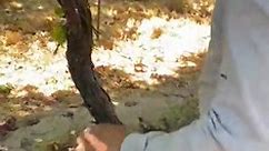 UFW - Nicolas is a grape picker near Madera CA. He picks...