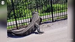 Giant alligator bends fence
