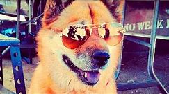 Dogs wearing Sunglasses #34