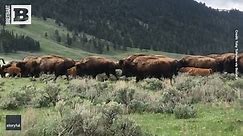 MOO-VE! Huge Bison Herd Guides Dozens of Calves Across Yellowstone Road