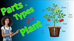 Parts of a Plant | Learn all about plant parts and their functions | #plants