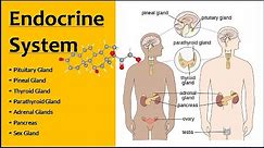 Endocrine System | Endocrine Glands - Function & Location