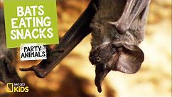 Bats Eating Snacks | Party Animals