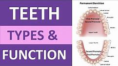 Types of Teeth and Their Functions: Incisors, Cuspids, Bicuspids, Molars | Teeth Anatomy