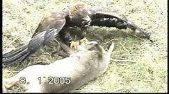 Adler beizt Reh / eagle catches deer