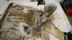 Cleaning a Flooded Rug ! 2 Minute Time Lapse | Satisfying Carpet Cleaning