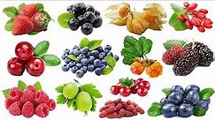 Learn Different Types of Berries Name | Different Types of berries with pictures & names