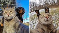 Cat Taking Selfies That Make You Smile