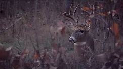 Wisconsin Bow Hunt During The Rut!! | Close Encounter In TideWe Ground Blind
