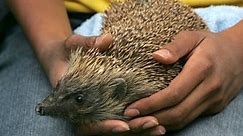 Do Hedgehogs Make Good Pets? 10 Things to Know Before Bringing One Home - Vetstreet