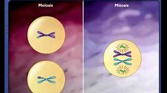 Comparison of Meiosis and Mitosis