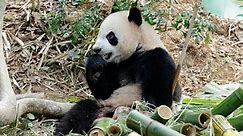 Giant Panda cub Le Le reaches China safely - Singapore News