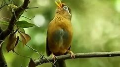 Chinese hwamei or Melodious laughingthrush (Garrulax canorus)