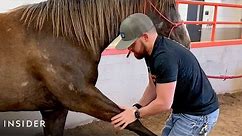 How A Horse Chiropractor Does Adjustments