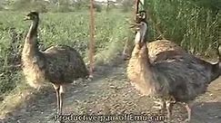 Documentary - EMU | Pocket Films