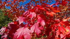 Red Sunset Maple vs. Autumn Blaze Maple: What's the Difference?