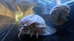 NEW Giant Isopod Touch Tank