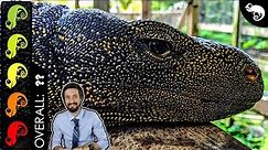 Crocodile Monitor, The Best Pet Lizard?