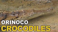 Orinoco Crocodiles