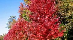 Autumn Blaze® Maple Tree