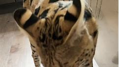 Chloe knows when we’re making pizza,... - Chloe the Serval