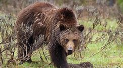 Woman killed by grizzly bear in Montana near Yellowstone National Park