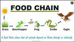 Food Chain | What is a food chain? | Food Chain for Kids