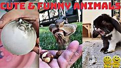 😍 Cute & Funny ANIMALS video compilation 😂 Pets, Domestic, Wild, Exotic #2
