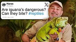 Reptile Expert Answers Reptile Questions From Twitter - video Dailymotion